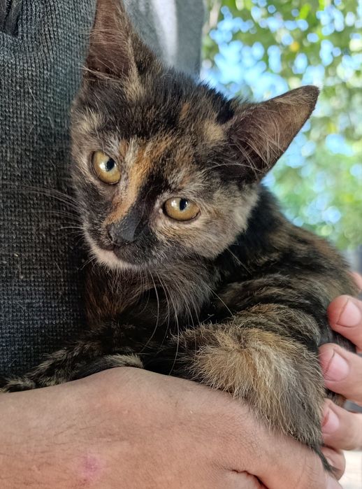 Кошенята в добрі руки