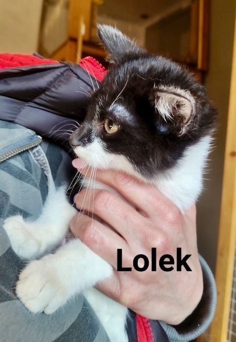 Lolek został sam ..Błagam o szansę dla niego ...