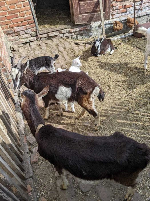 Продаються кози різного віку (с. Білка)