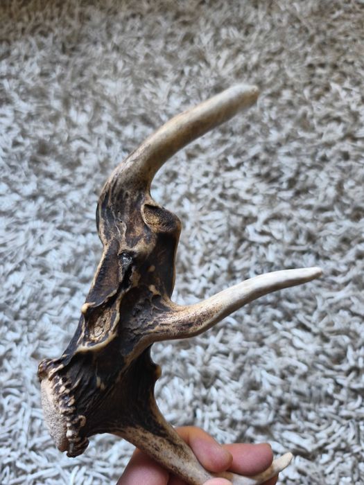 poroże jelenia myłkus