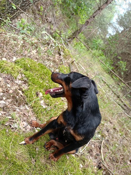 Ягдтерєр для вязки