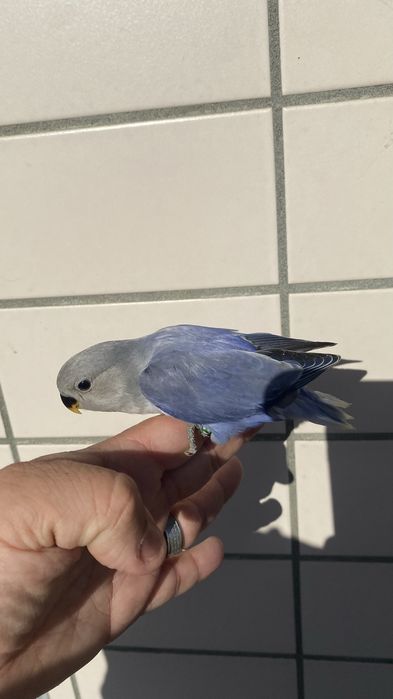 Agapornis domesticado