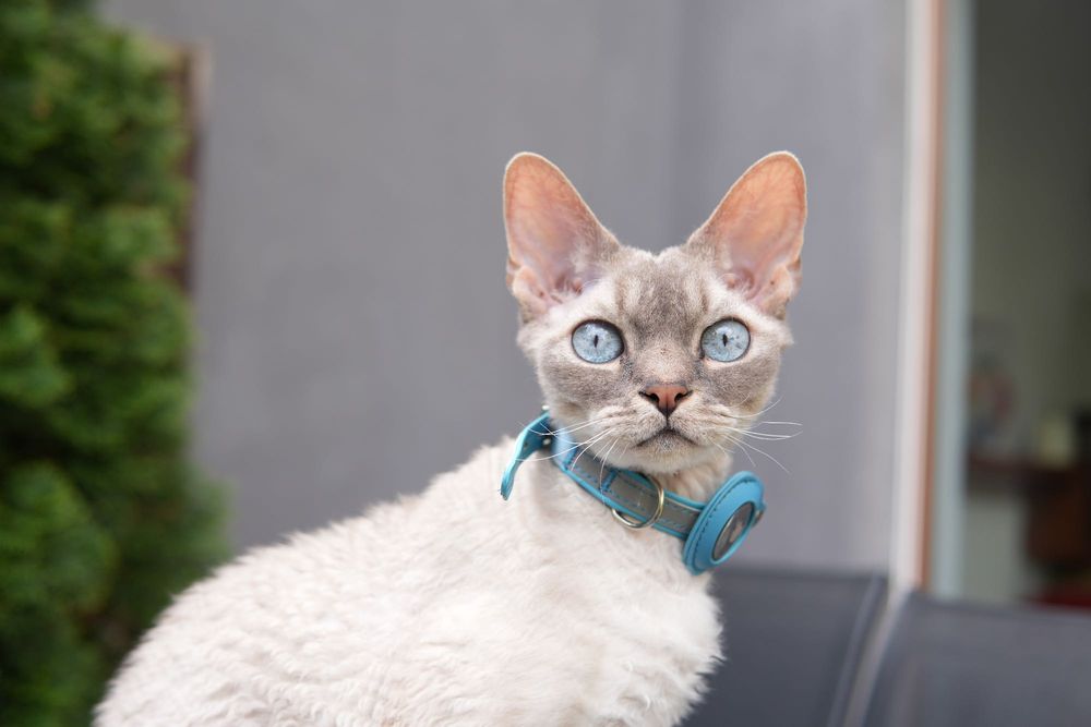 Sony alpha 6700 body