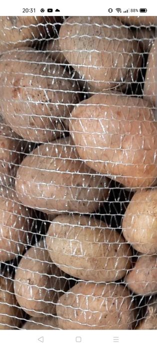 Ziemniaki IRGA i CATANIA