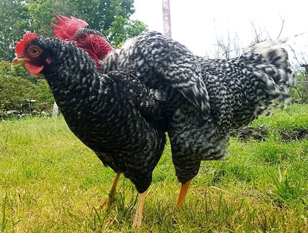 Tenho para venda casal de pedres portuguesa com 1 ano em pustura!Macho sebright dourado