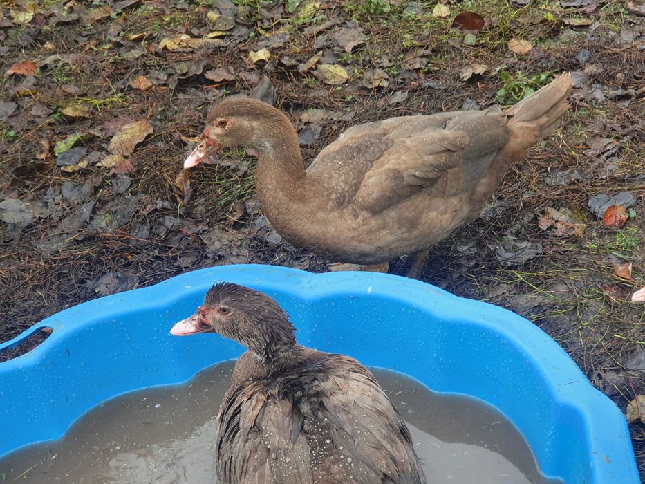 Kaczki francuskie piżmowe czekoladowe