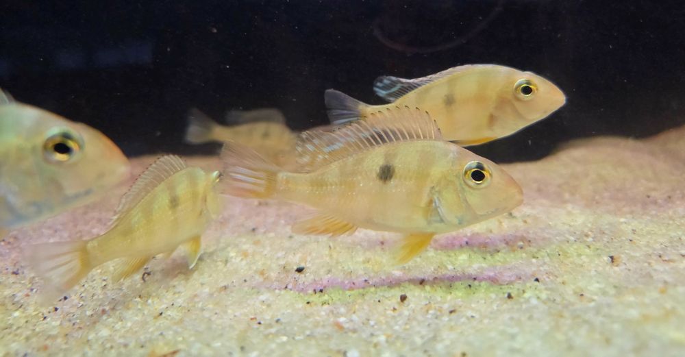 Ziemiojad Orange head tapajos