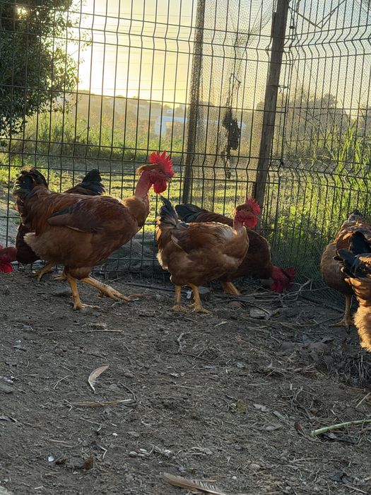 Frangos caseiros