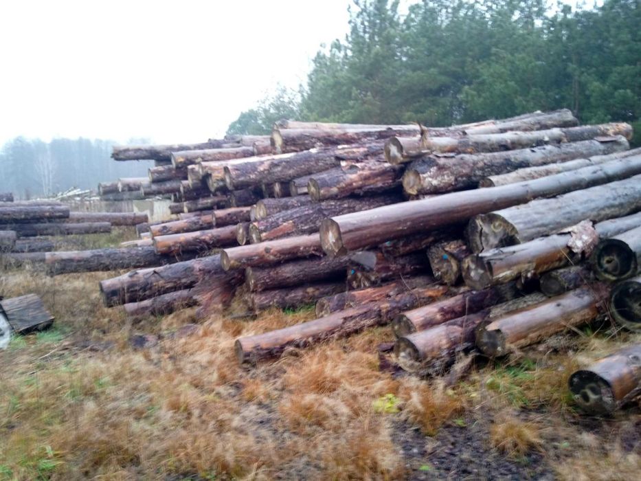 Drzewo sosnowe w wałku