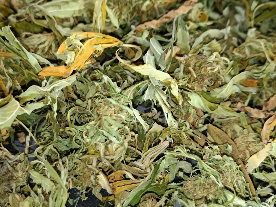 50g suszu kwiaty z liśćmi konopi CBD Przysmak Prezesa
