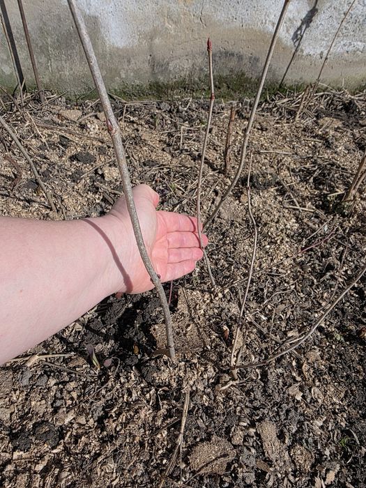 Саджанці калини бульдонеж