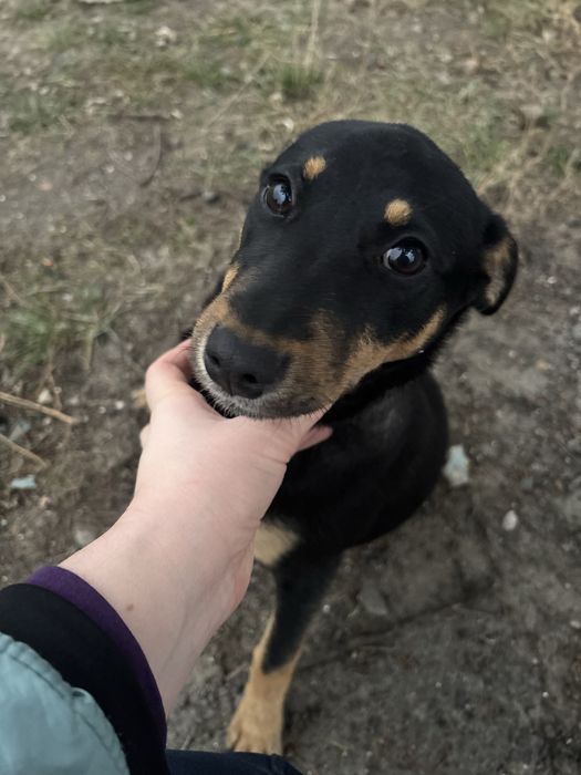 Цуценя в люблячу сімʼю (дівчинка)