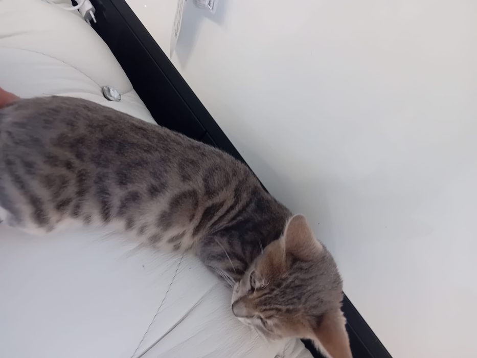 Kocurek Bengalski Niebieski