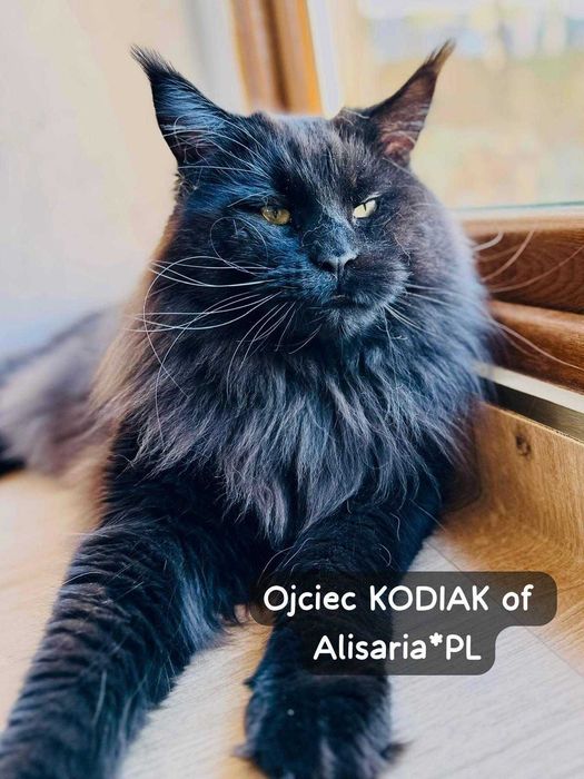 Maine coon kocurek niebieski z białym - FPL