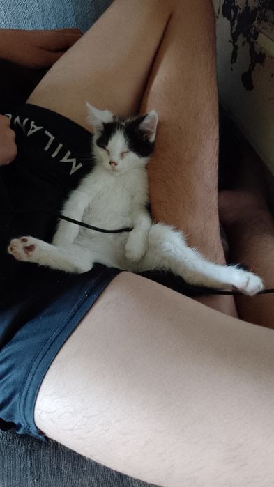 Вітдам кошенят в люблячі руки