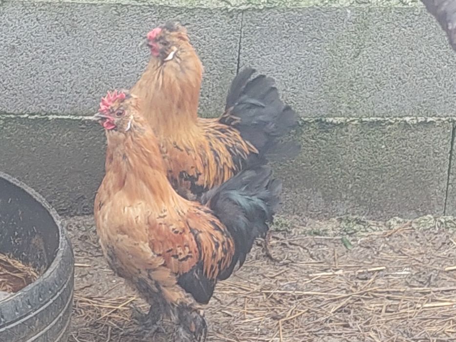 Galos de porte pequeno