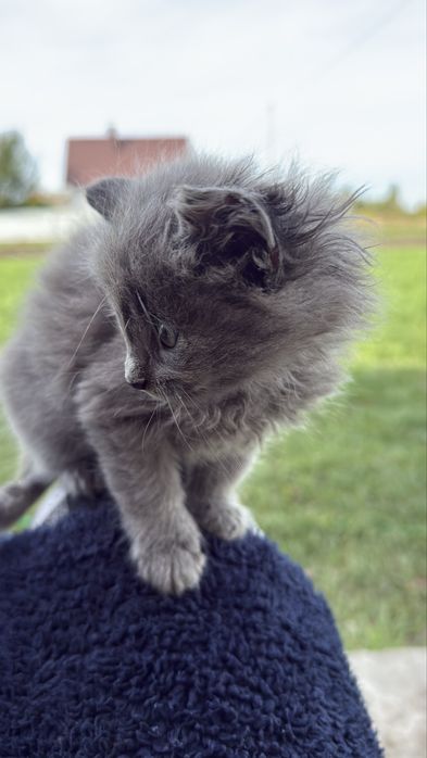 Віддам у добрі руки кошенят