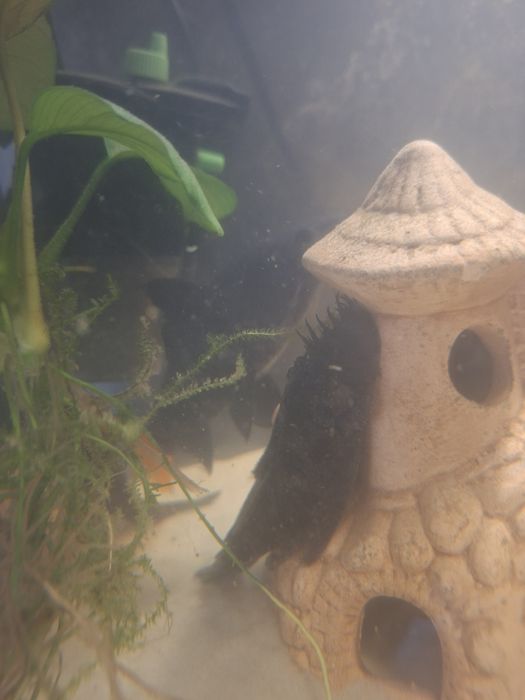 Oddam lub wymienie