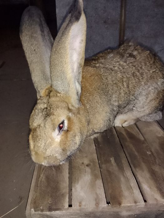 Sprzedam króliki samce