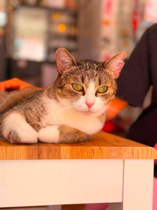 Muffinka, młoda kotka do adopcji