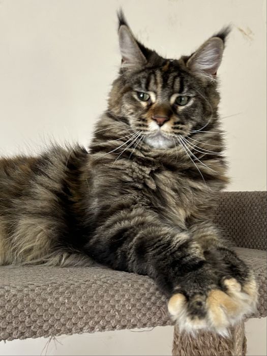 Пропонується дівчинка Мейн кун