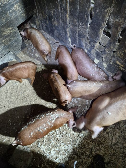 Продам   поросят