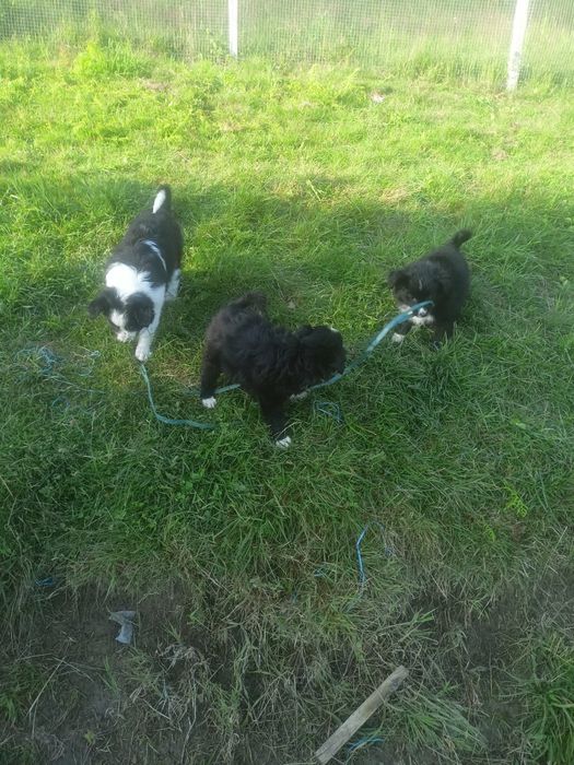 Pieski border collie