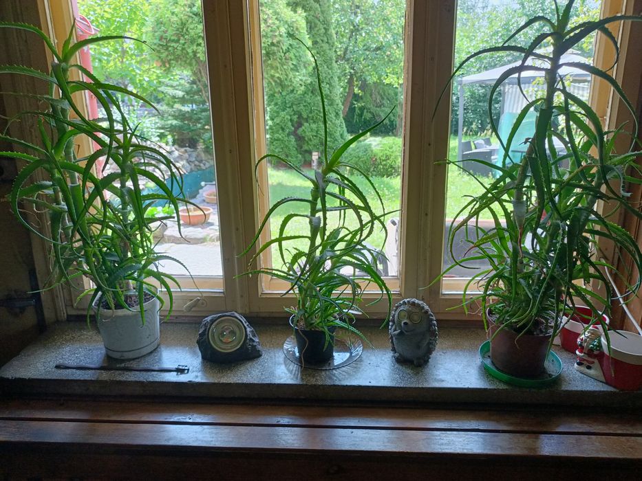 Aloes leczniczy doniczkowy.