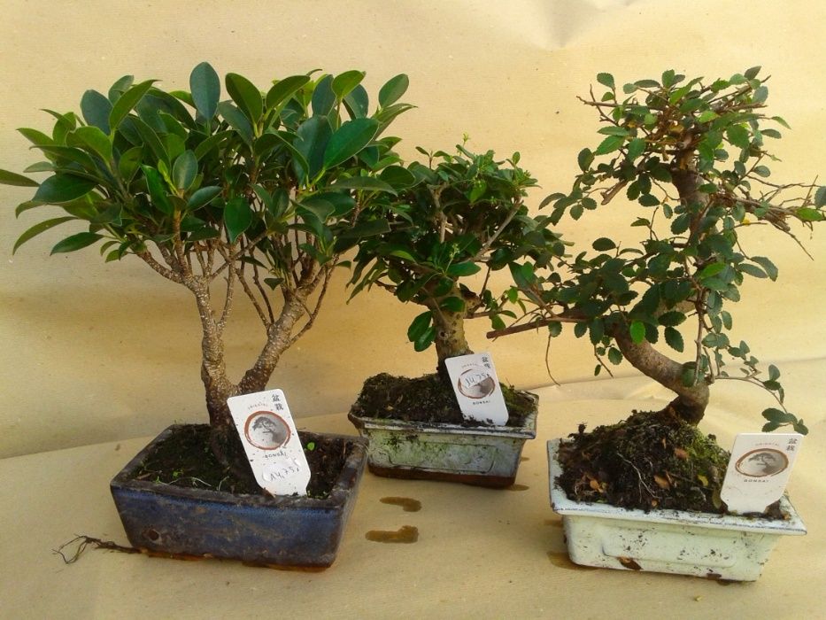 Kit Manutenção Bonsai - prenda ideal ou iniciados no HOBBY/LAZER