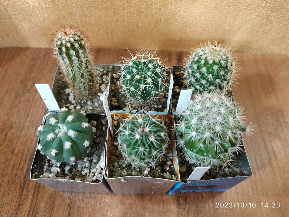 Набір колекційних кактусів, 6 видів