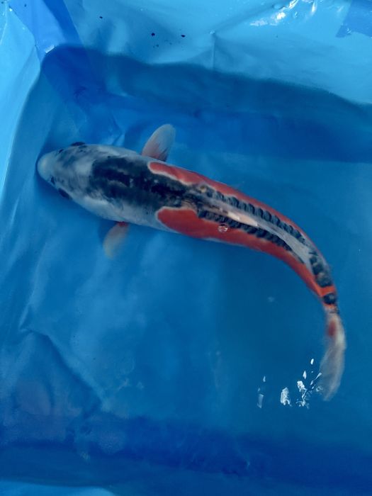 Oryginalne japońskie karpie koi