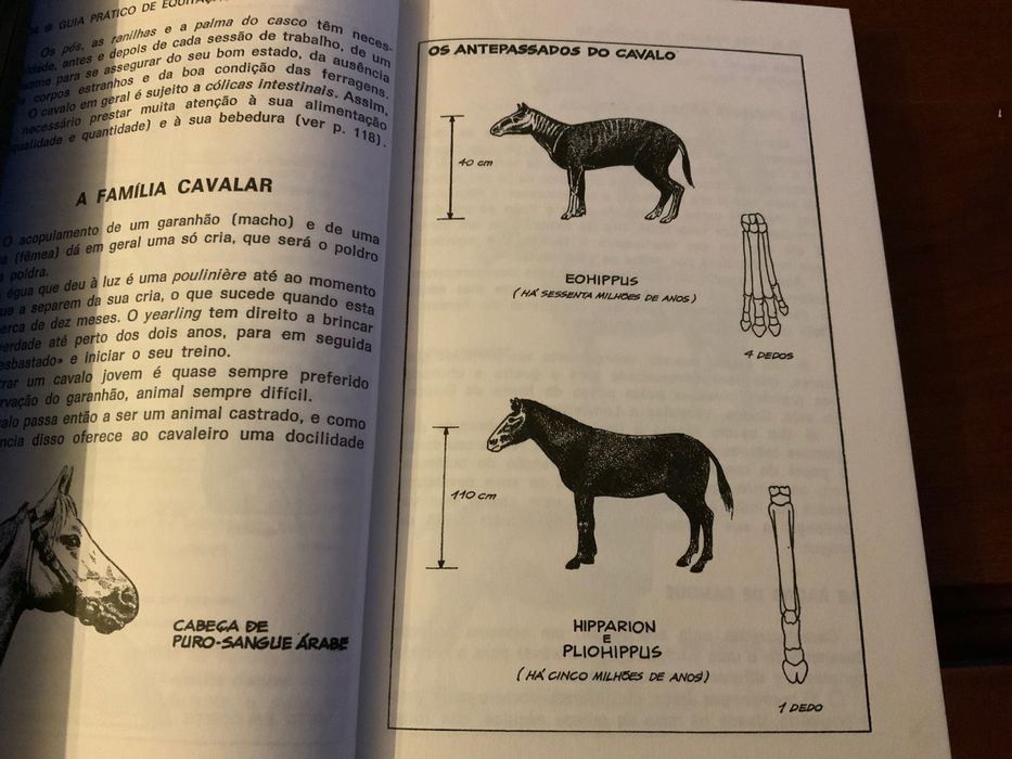 1981 - Guia Pratico de Equitacao - Livraria Bertrand