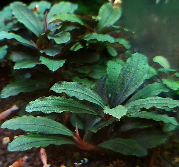 Bucephalandra mini coin Katowice Załęska Hałda-Brynów cz. Zach. • OLX.pl