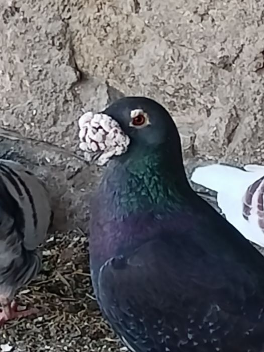 Gołębie staropolskie