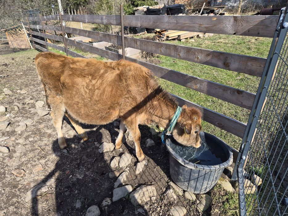 Jałówka jersey z czerwca 2025