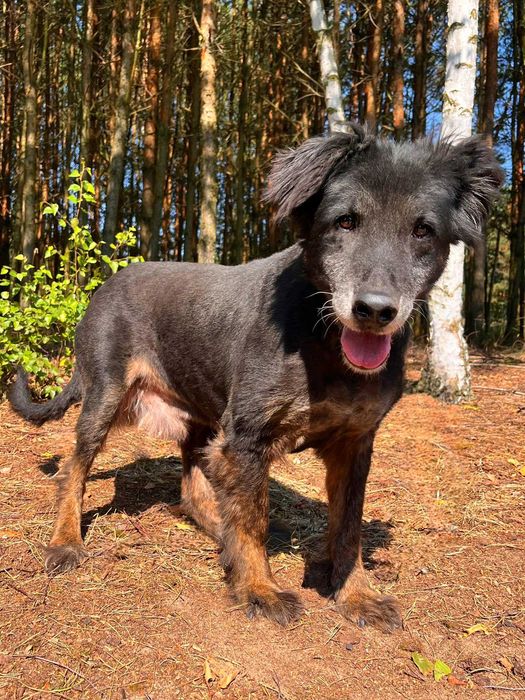 Czaruś w schronisku w lututowie aktulne