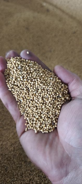Продам гірчицю 2026, сидерат, насіння