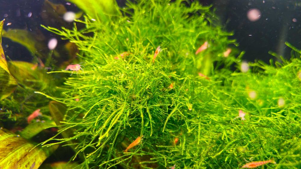 Mech Jawajski Jawa moss