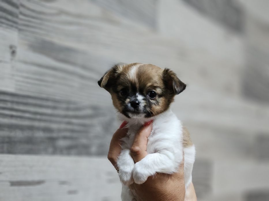 Chihuahua długowłosa dziewczynka LATTE