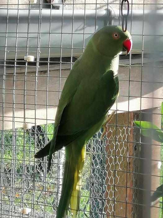 Ring necks verdes (casal rep.)
