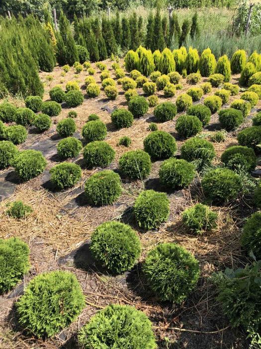 Туя смарагд, брабанд, ялівці та ін.
