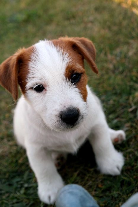 Jack Russell Terrier- piesek- ZKwP (FCI)