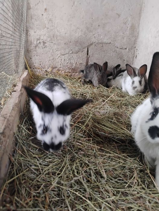 Króliki samce mieszańce