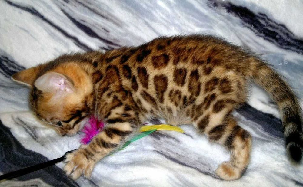 Бенгальська дівчинка в окантовану розетку на золоті