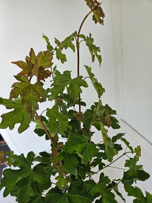 Klon polny  Acer campestre  Wysokość 100 cm  Donica 5L