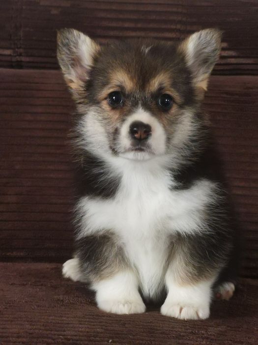 Welsh Corgi Pembroke