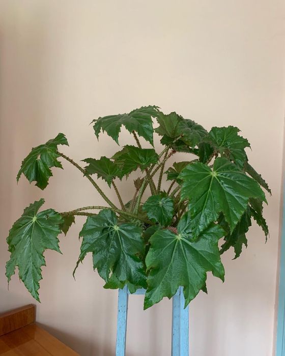 Бегонія королівська