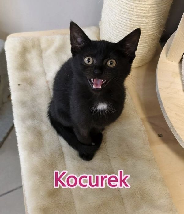 5 kociaków szuka kochajacych domów