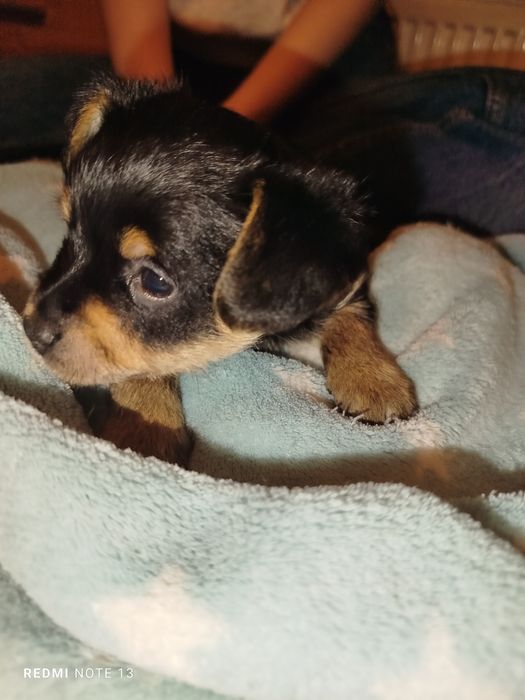 Pińczerki miniaturowe