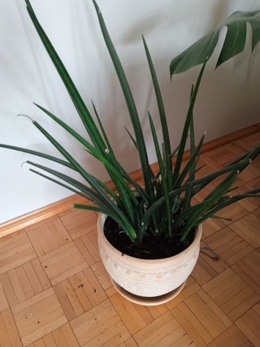 Sprzedam kwiat doniczkowy